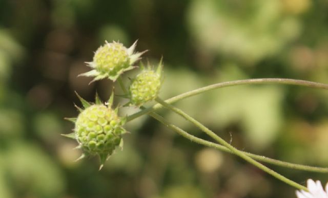 Knautia integrifolia / Ambretta annuale
